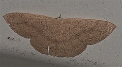 Cyclophora obstataria