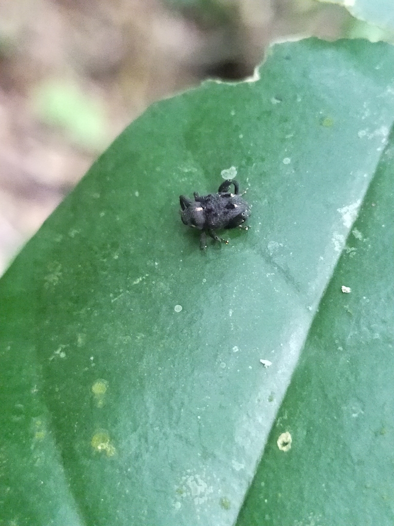 Cratomerocis