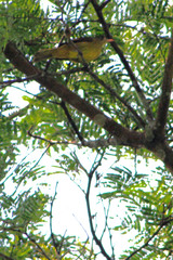 Calyptocichla serinus