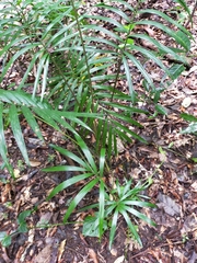 Calamus australis