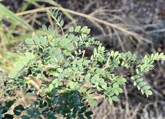 Senegalia wrightii