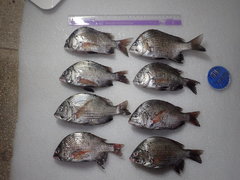 Acanthopagrus pacificus