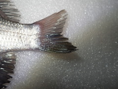 Acanthopagrus pacificus