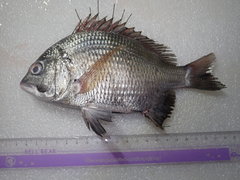 Acanthopagrus pacificus