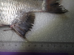 Acanthopagrus pacificus