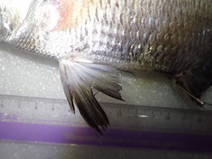 Acanthopagrus pacificus