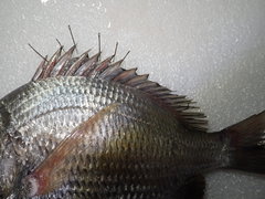 Acanthopagrus pacificus