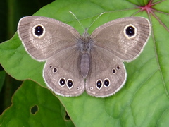 Ypthima argus