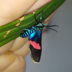 Cyanopepla fastuosa