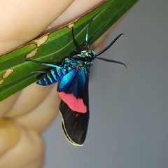 Cyanopepla fastuosa