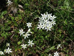 Ornithogalum collinum