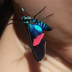 Cyanopepla fastuosa