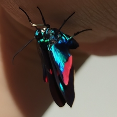 Cyanopepla fastuosa