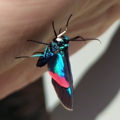 Cyanopepla fastuosa