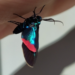 Cyanopepla fastuosa