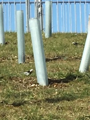 Motacilla alba