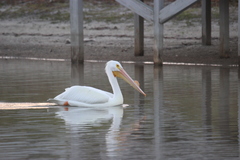 Pelecanus erythrorhynchos