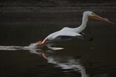Pelecanus erythrorhynchos