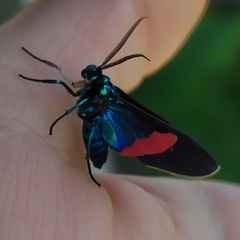 Cyanopepla fastuosa