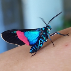 Cyanopepla fastuosa