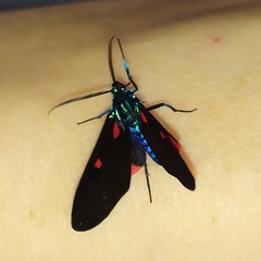 Cyanopepla fastuosa