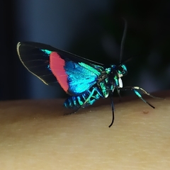 Cyanopepla fastuosa