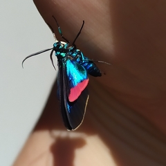 Cyanopepla fastuosa