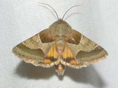 Schinia jaguarina