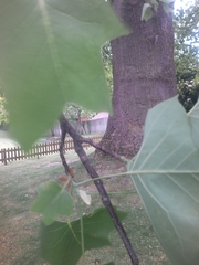 Liriodendron tulipifera