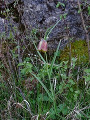 Fritillaria messanensis
