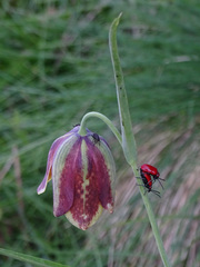 Fritillaria messanensis