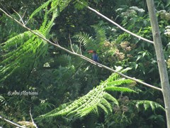 Halcyon cyanoventris