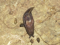 Parmacochlea