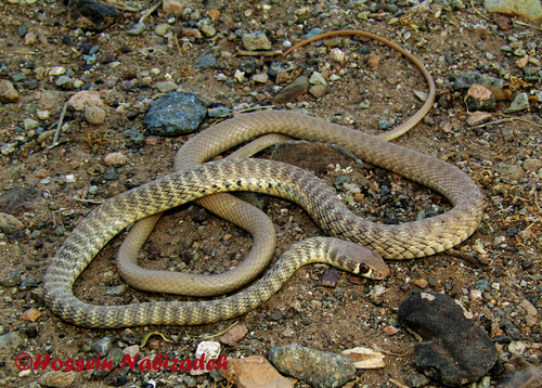 Schmidtler's Whip Snake (Platyceps schmidtleri) · iNaturalist