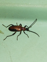 Casnonidea brevimarginis