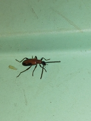 Casnonidea brevimarginis