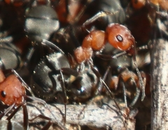 Formica propinqua