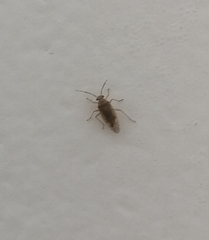 Tropidosteptes