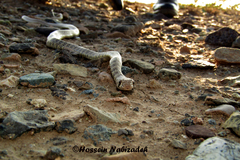 Platyceps rhodorachis