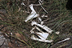 Oreotragus oreotragus