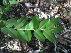 Agarista populifolia image