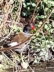 Gallinula chloropus