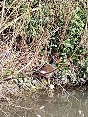 Gallinula chloropus