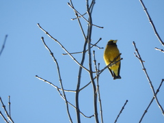 Coccothraustes vespertinus vespertinus