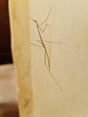 Schizocephala bicornis