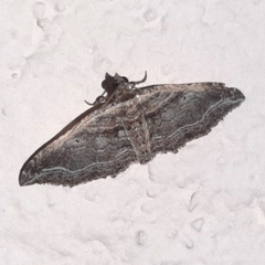 Orthonama effluata