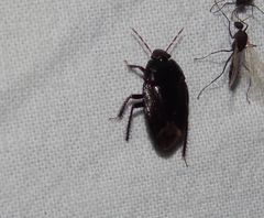 Macroscytus reflexus