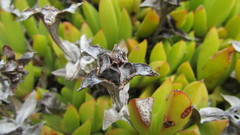 Ruschia promontorii