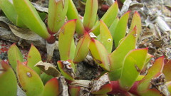 Ruschia promontorii