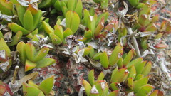 Ruschia promontorii
